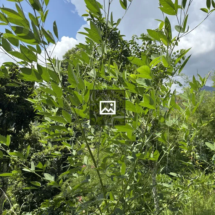 Lush green plant with blue sky
