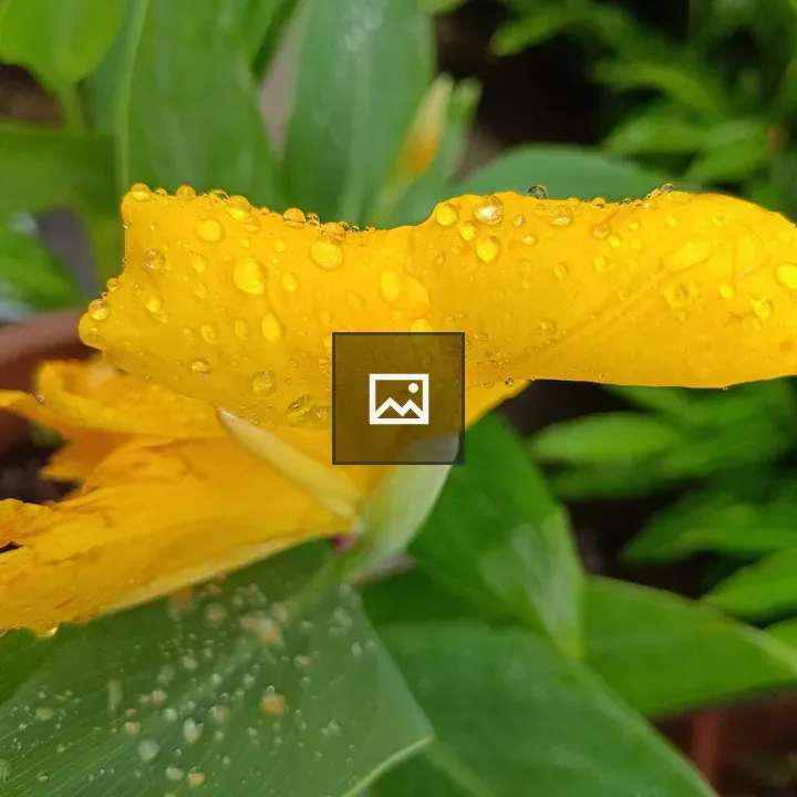 Rain Drops on Canna Flower