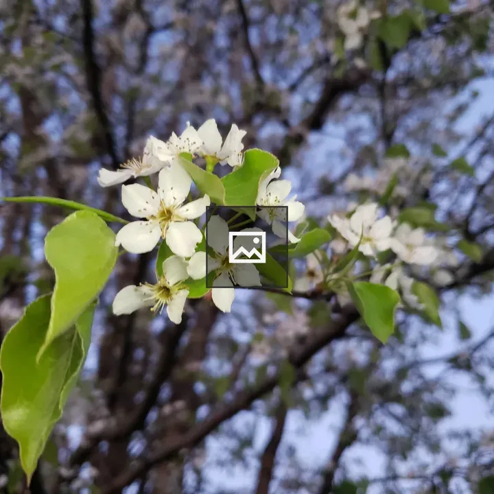 White Flowers with Leaves