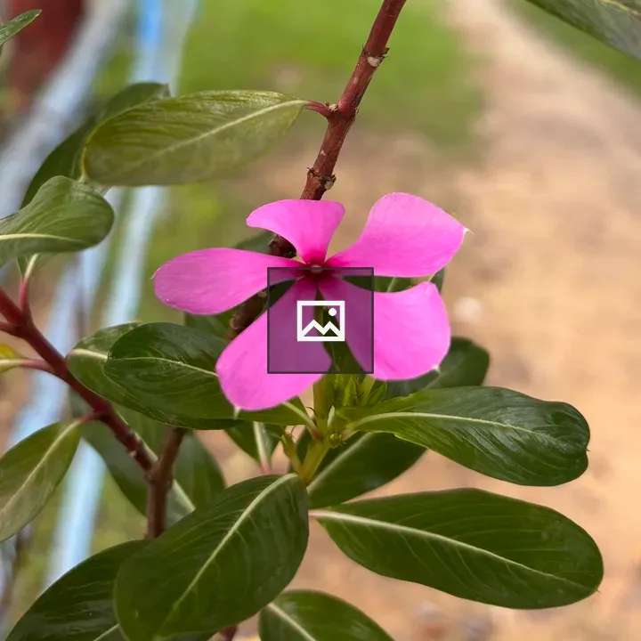 Pink flower on thin stem