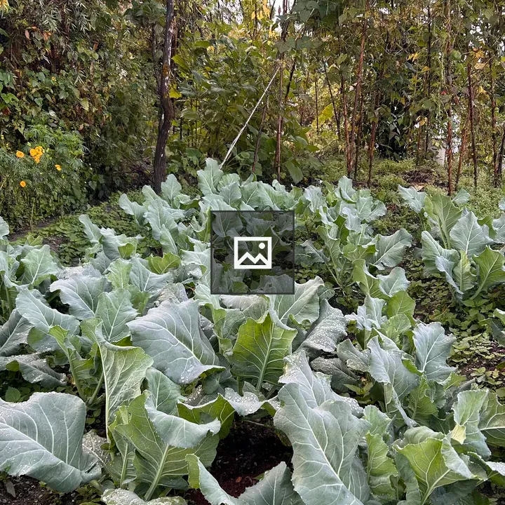 Cabbage in lush garden