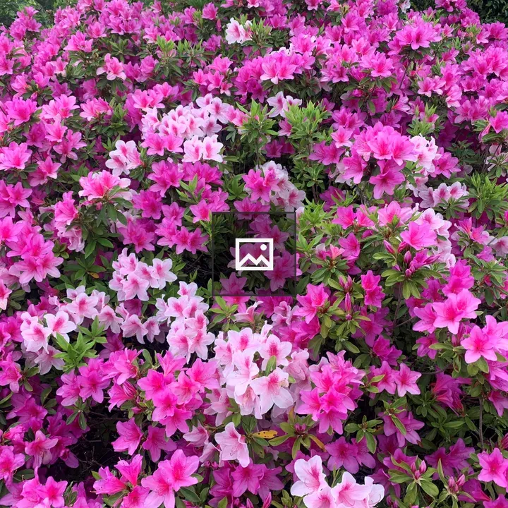 Azalea planting at Konaka pond