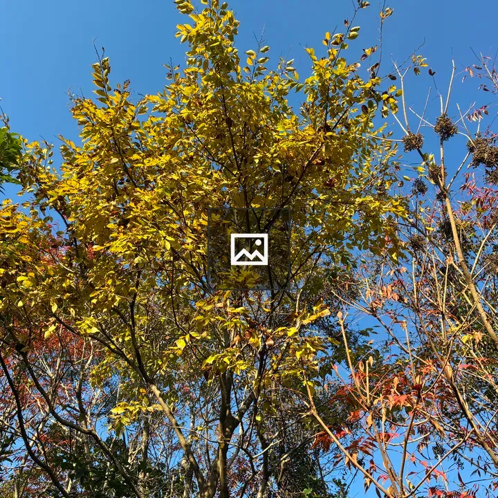 Leaves Against Blue Sky