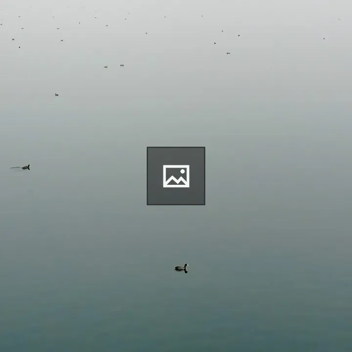 Duck on lake water