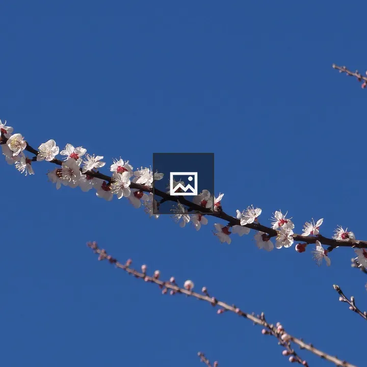 Cherry blossom on a brown branch