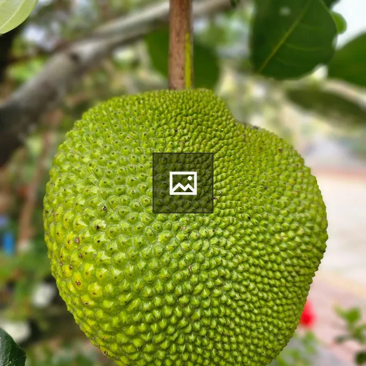 Close up of a jackfruit