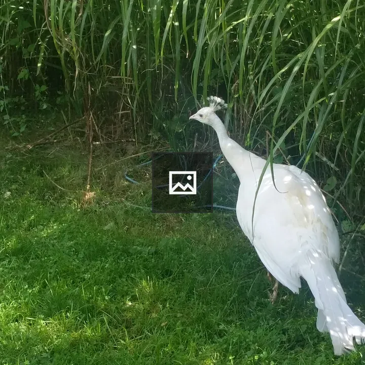 White peahen