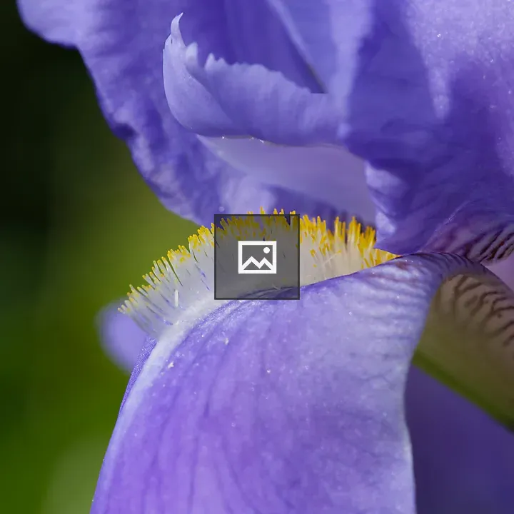 White Stamens of a Blue Iris
