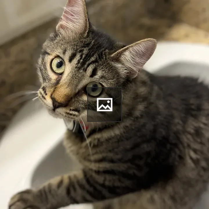 Striped tabby cat portrait