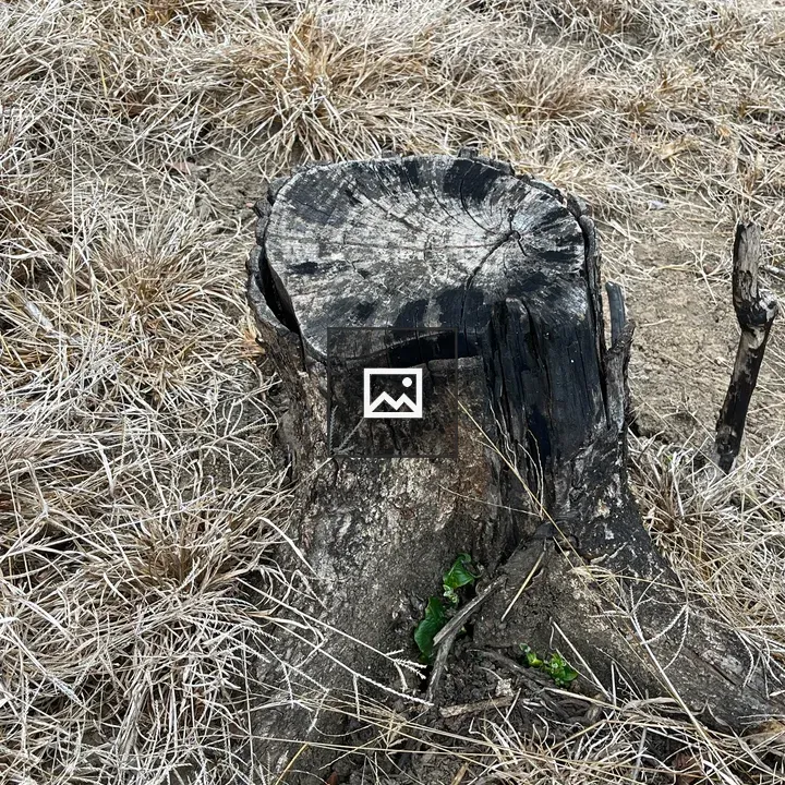 Weathered tree stump on dry ground