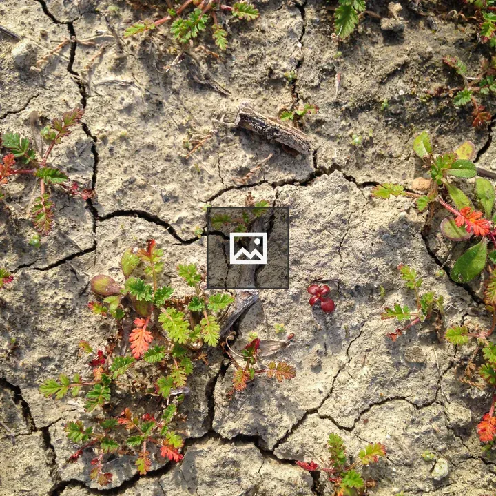Cracked earth with plants