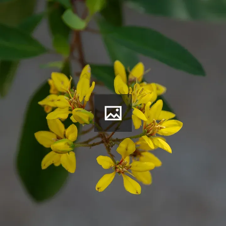 Yellow star-shaped flowers