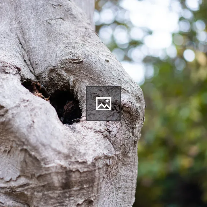 Tree hollow