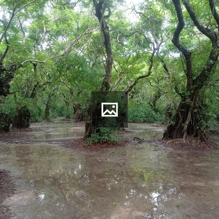 Dense tropical forest with Wetland