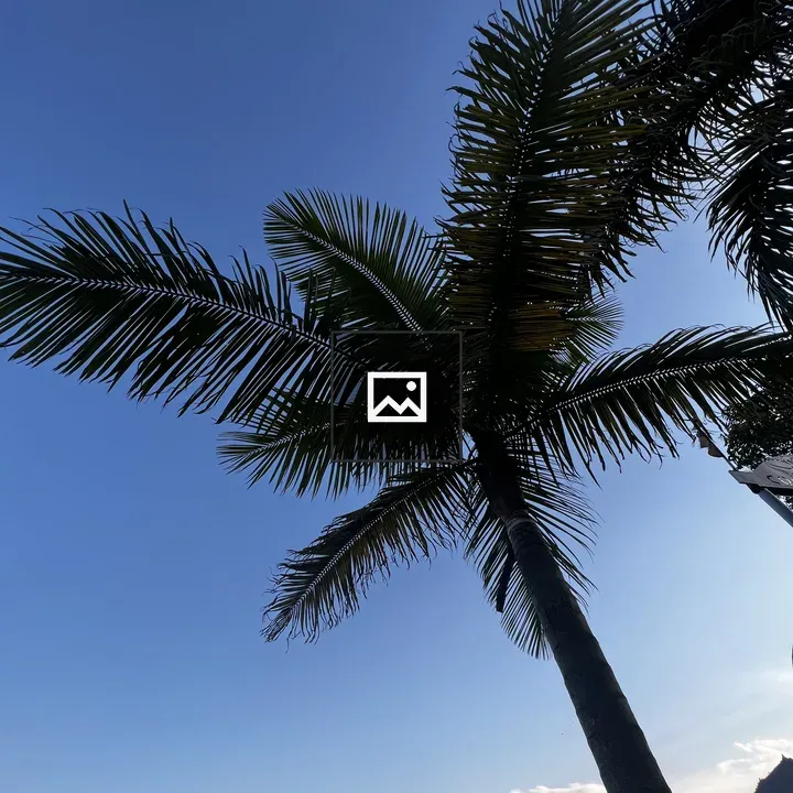 Palm Tree Against Blue Sky
