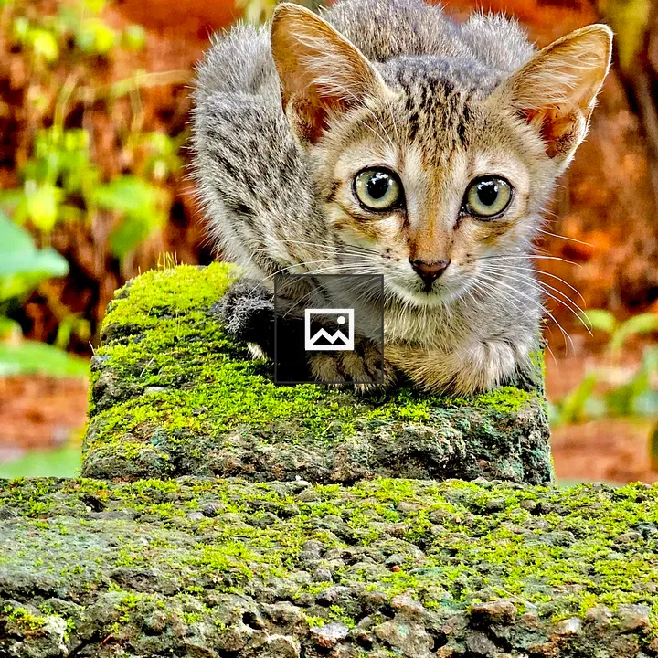 Kitten in the Neighborhood