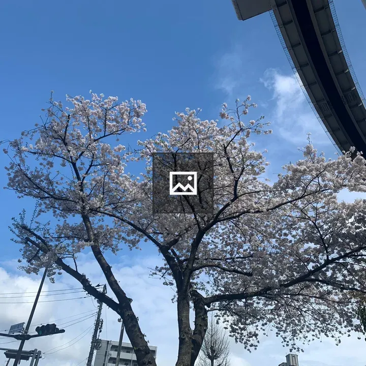 Cherry blossoms under monorail tracks