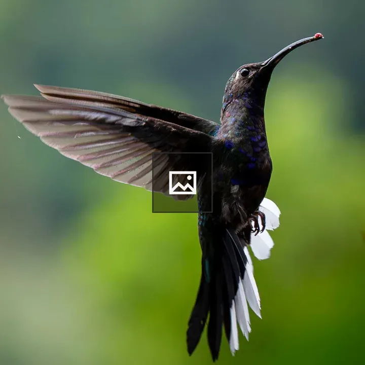 Hummingbird in Flight