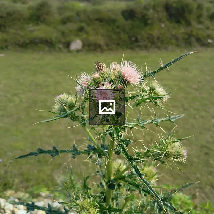 Thorny green plant with pink flowers