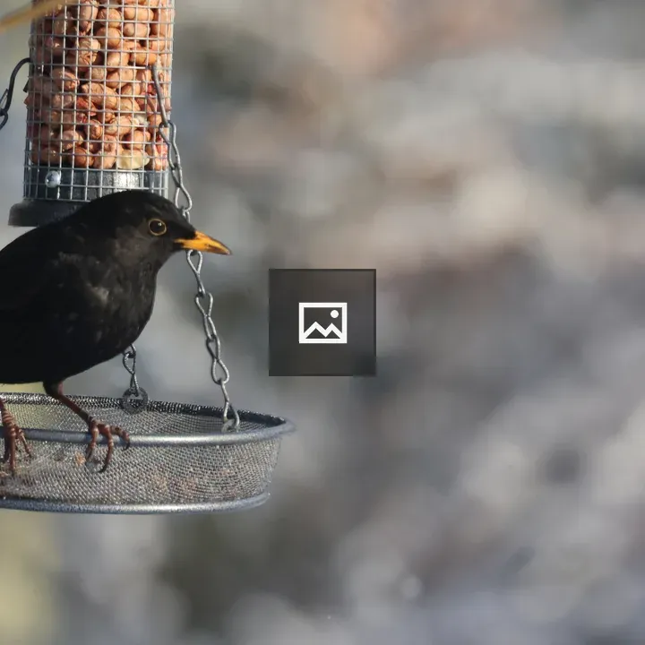 Male Blackbird on Metal Feeder
