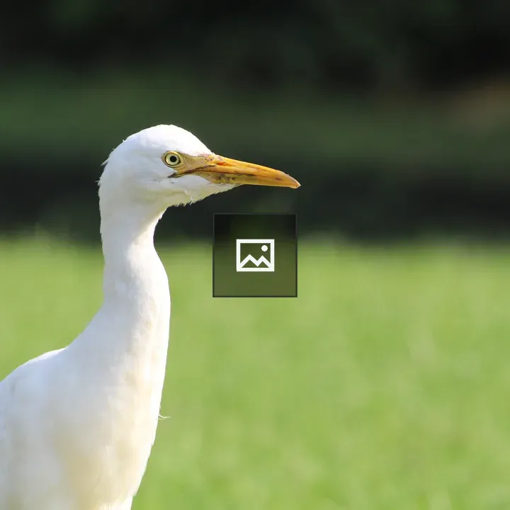White pond heron