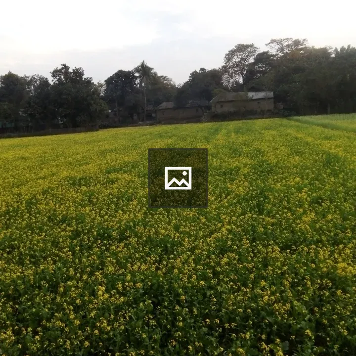 Field of yellow flowers