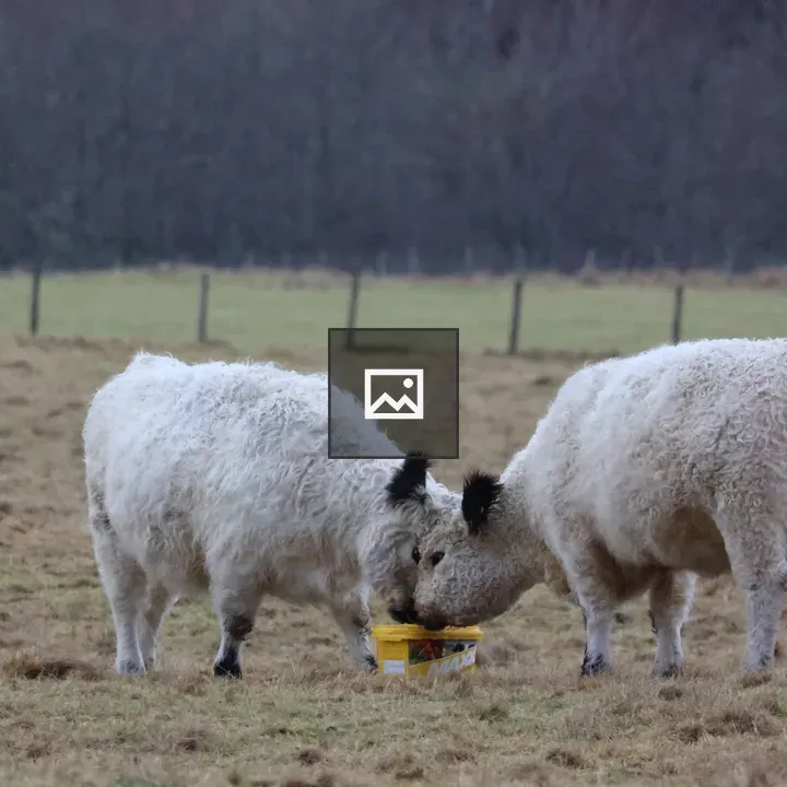 White Galloway Cows in Field