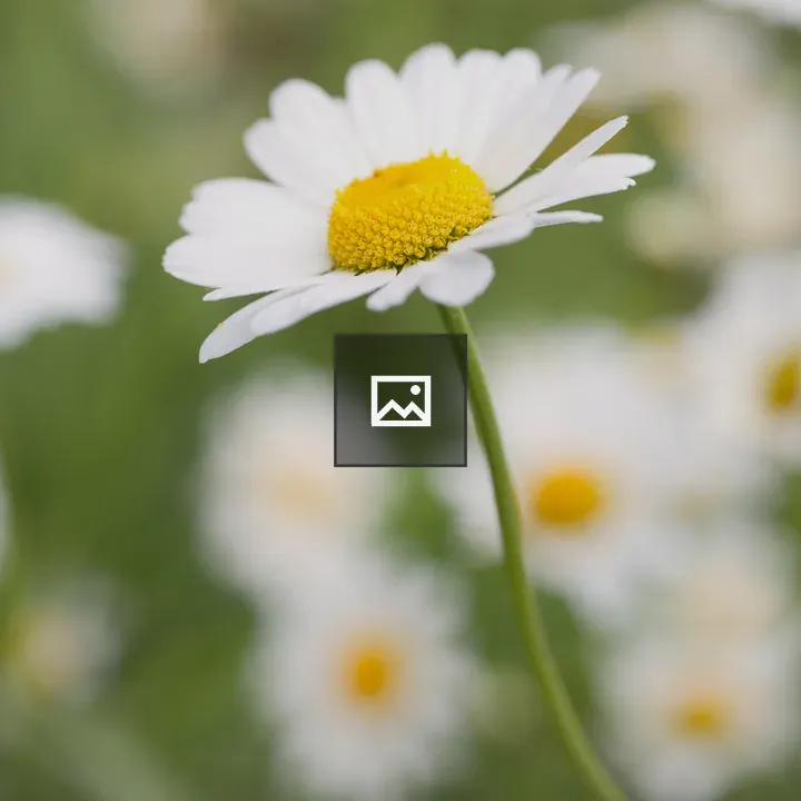 Oxe Eye Daisy