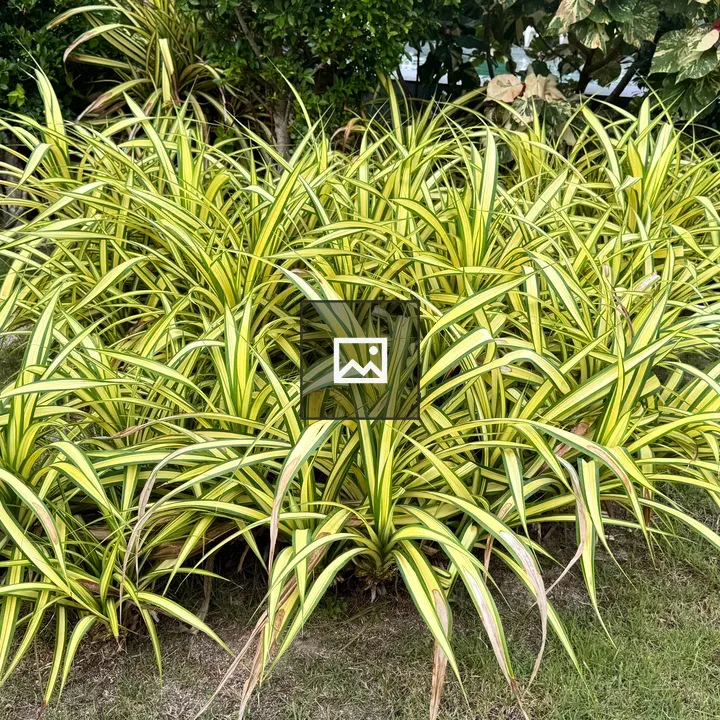 Cluster of tropical plants with green leaves