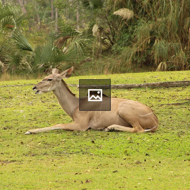 Antelope resting in grassland