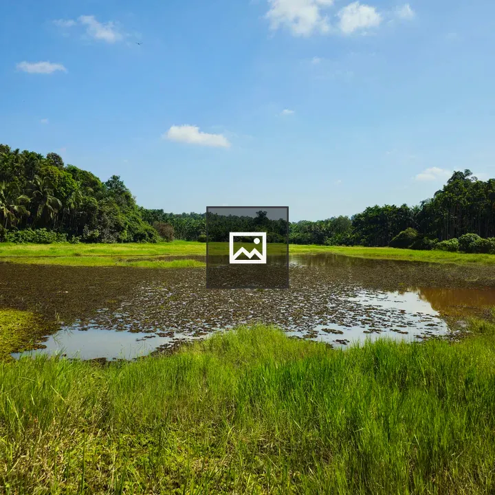 Harvested Paddy Field Reflections
