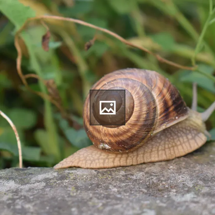 Snail Spiral Shell Close-up
