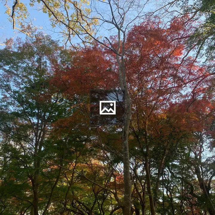 Autumn Leaves in Toeda Forest