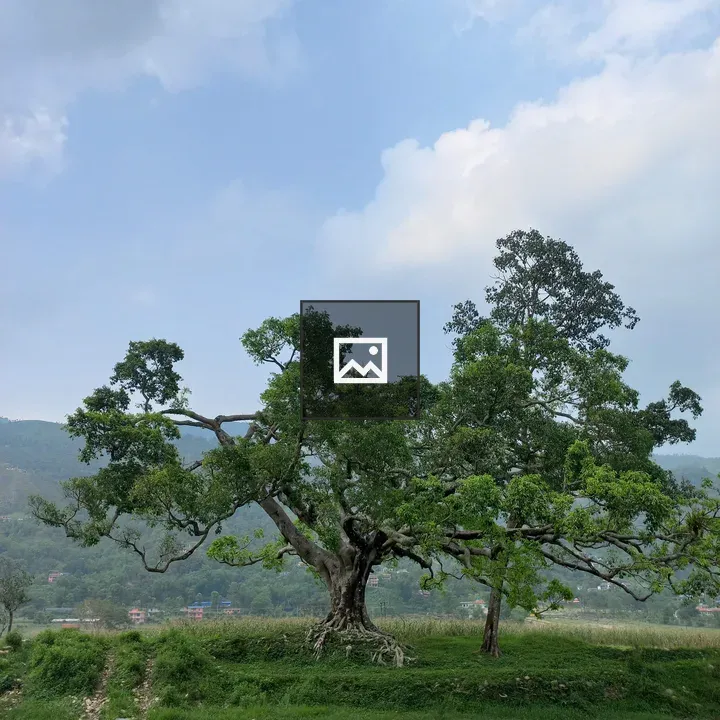 Leafy tree in grassy field