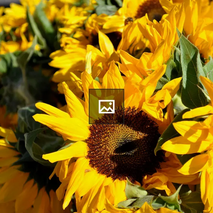 Sunflowers in Bloom