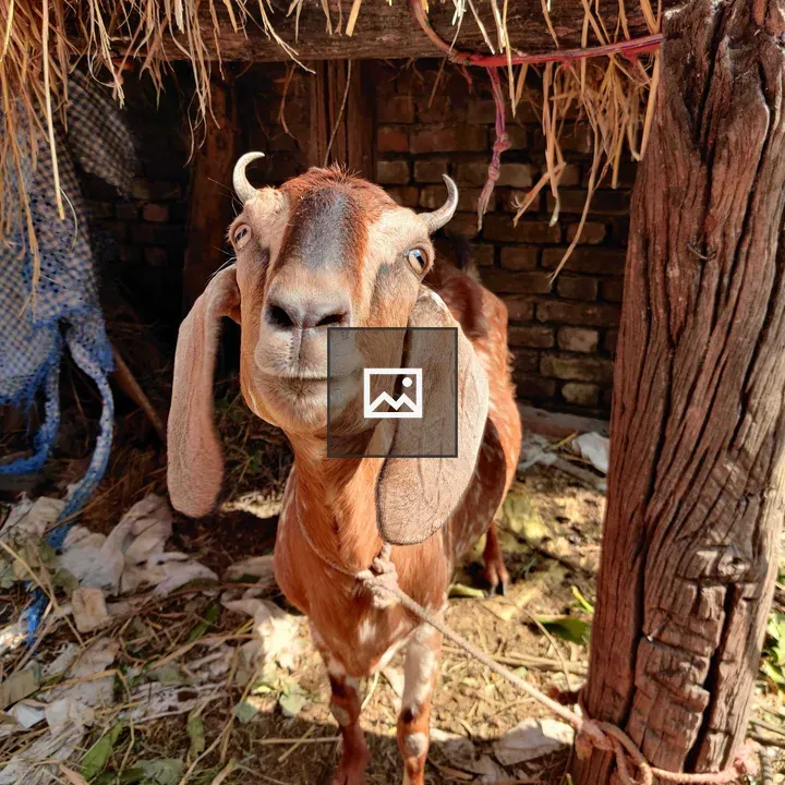 Goat Smiling at Camera