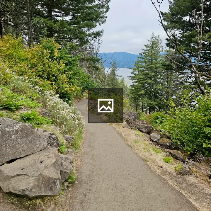 Forest hiking trail through conifers