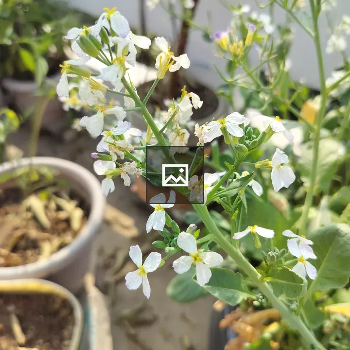 Tabaco plant in full flower