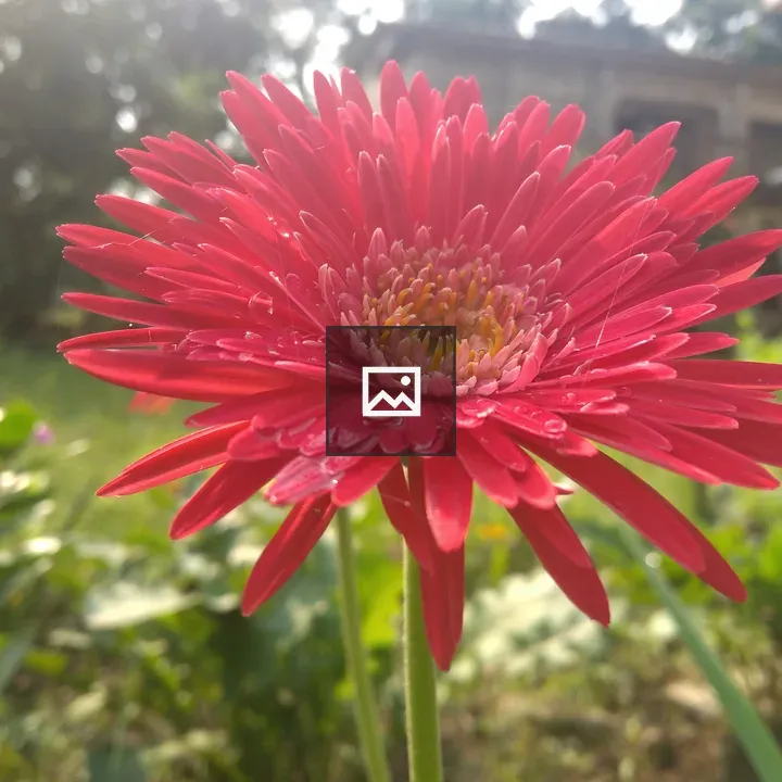 Gerbera jamesonii Flower Image