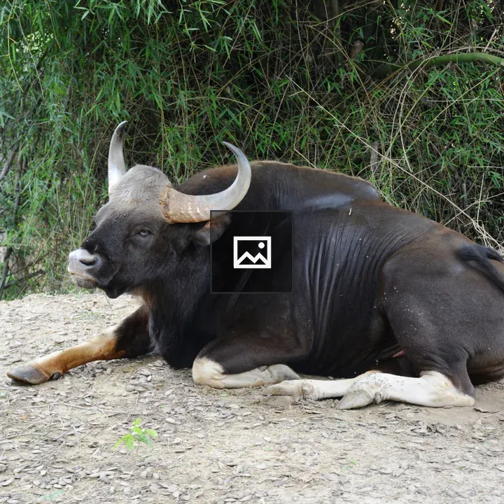 Gaur in Bannerghatta Landscape