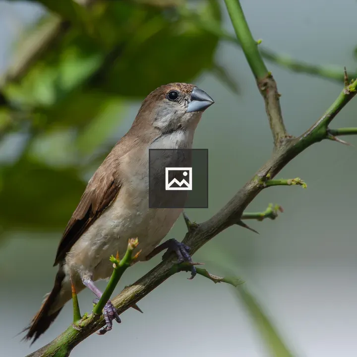 Small Indian Silverbill on Branch