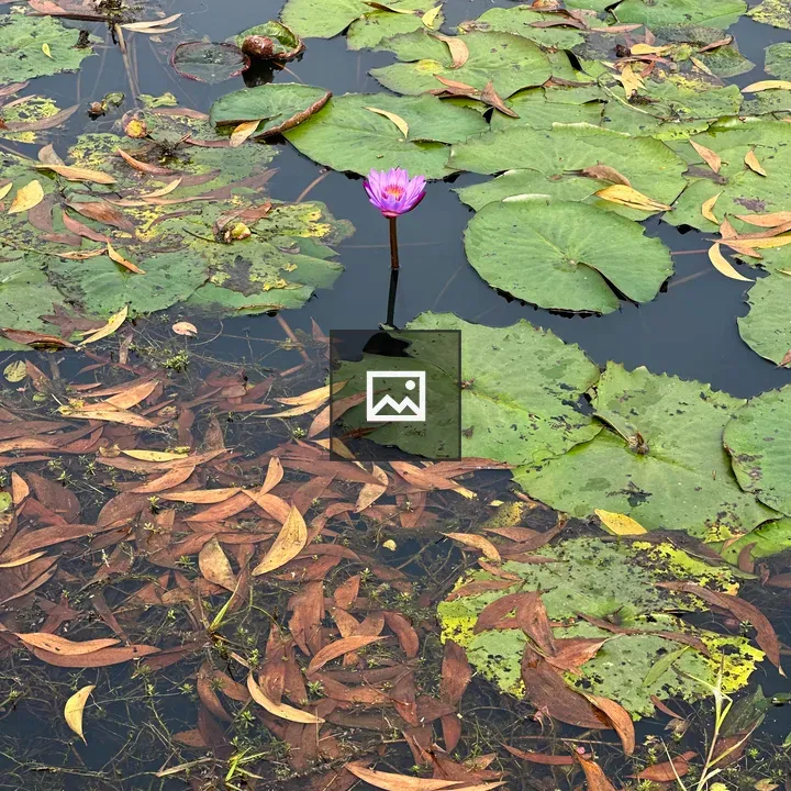 Purple Water Lily on Pond