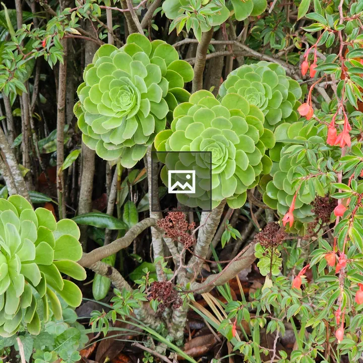Aeonium cluster with red flowering plant