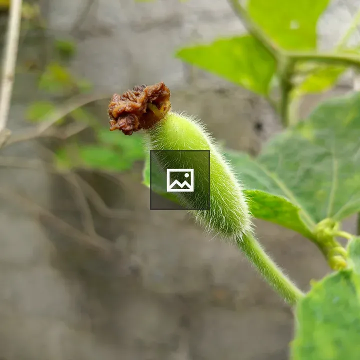 Baby bottle gourd close-up