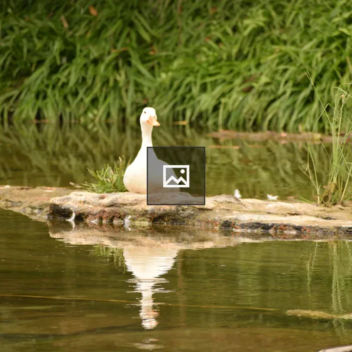 Duck in mountain river