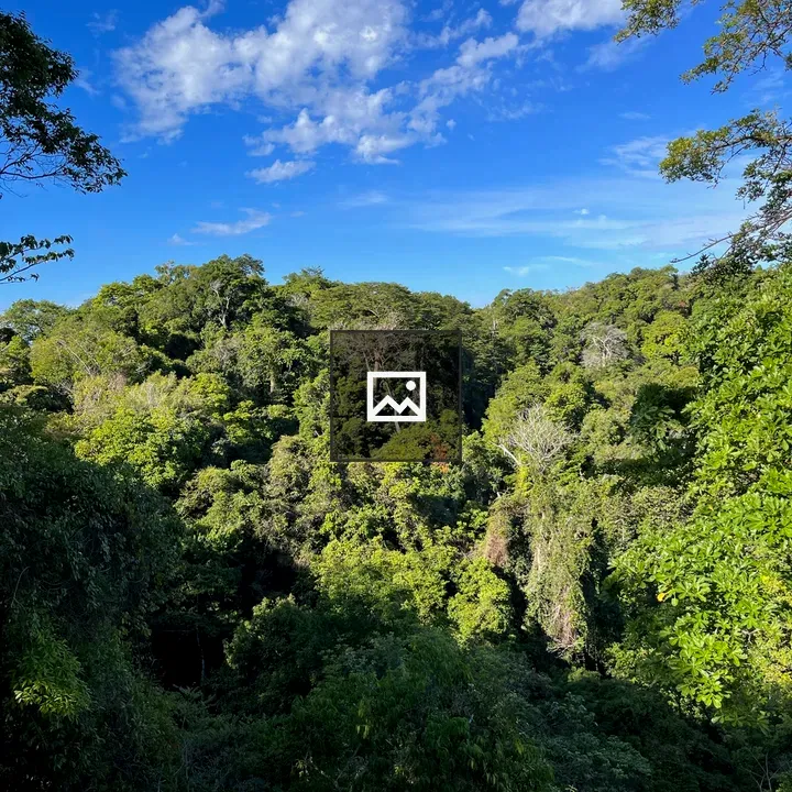 Jungle Scene Under Blue Sky