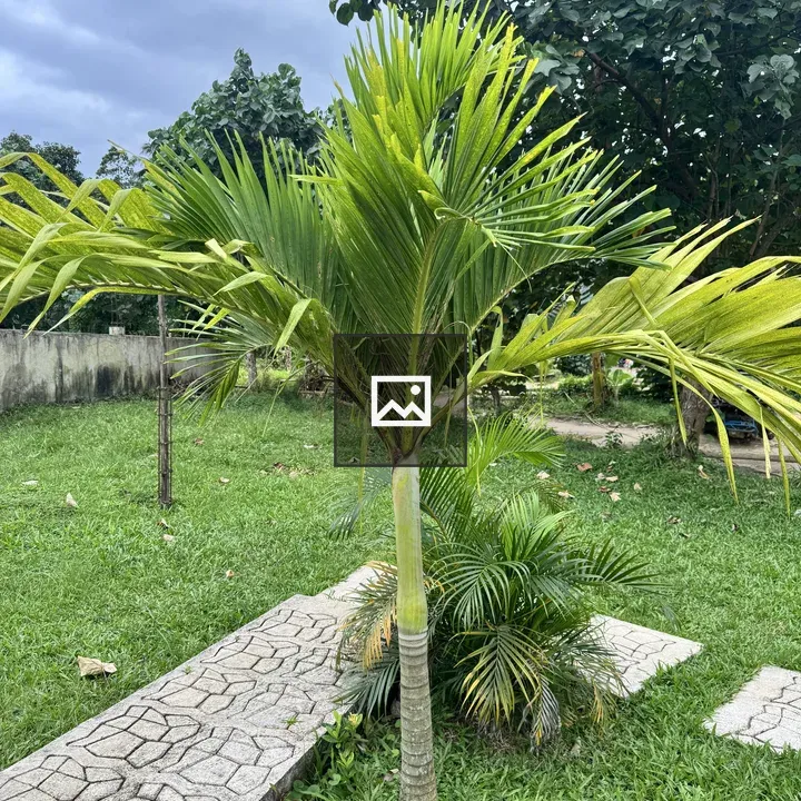 Palm Tree in Green Garden
