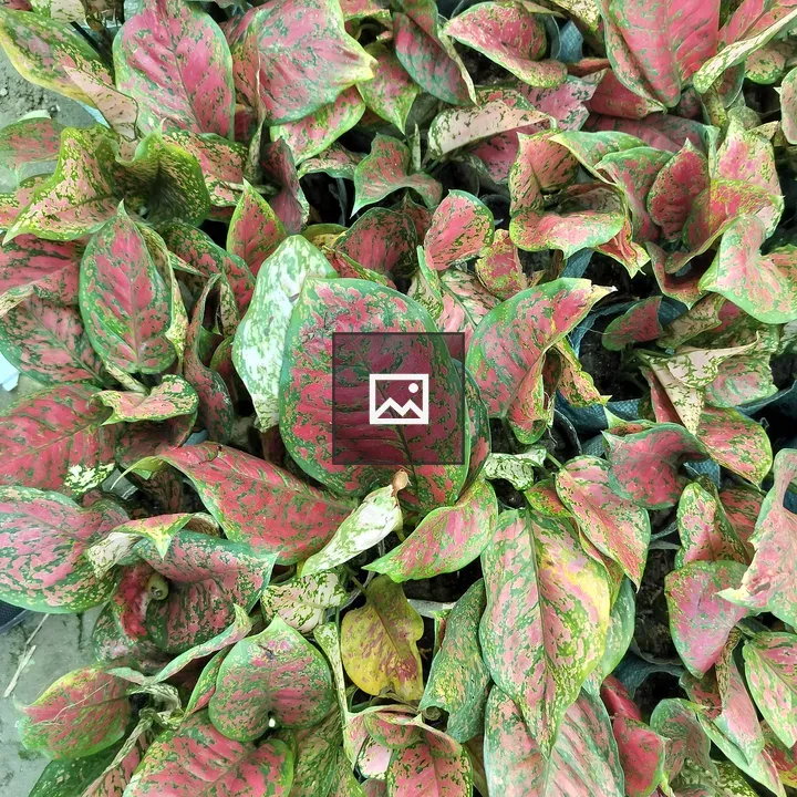 Hypoestes phyllostachya leaves