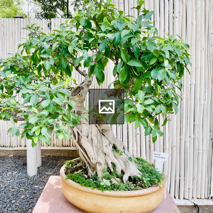 Ficus Microcarpa Bonsai Plant