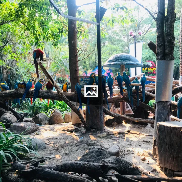 Blue and Yellow Macaws on Branches